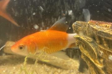 Poissons d’eau douce