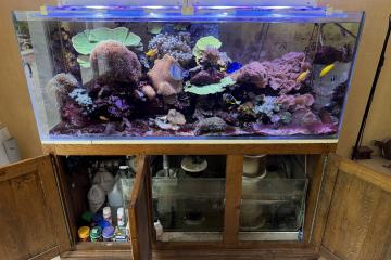 Aquarium eau de mer complet