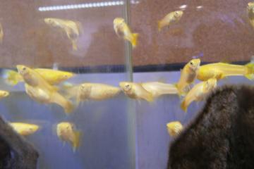 Guppy endler black bar yellow
