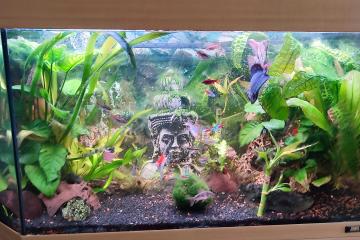 2 aquarium complet