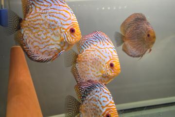 Discus
