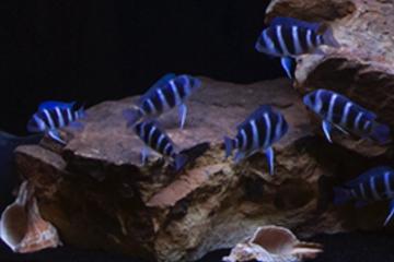 Cyphotilapia Gibberosa Moba F1