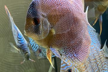 5 discus à vendre