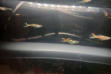 Guppy Endler
