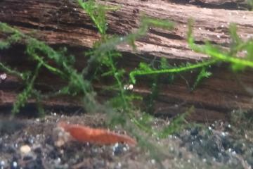 Crevette red cherry