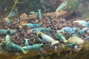 Caridina Cantonensis var Taïwan bee blue bolt 🦐