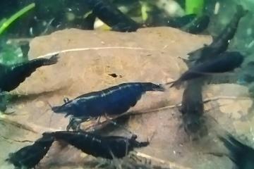 Neocaridina davidi var Blue Velvet