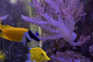 Poissons chirurgien jaune et autres