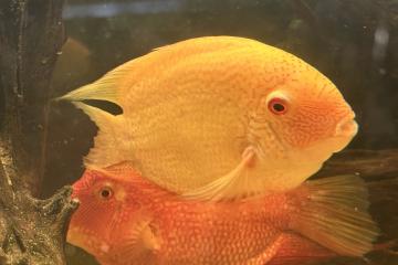 2 couple héros severum