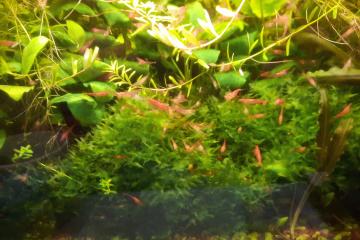 Crevettes red cherry
