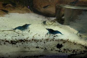 Crevettes blue davidi par 20