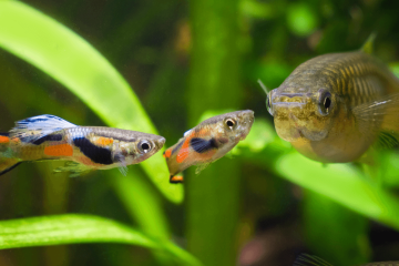 Guppys Endler mâles et femelles