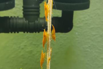 Crevettes Orange Sakura