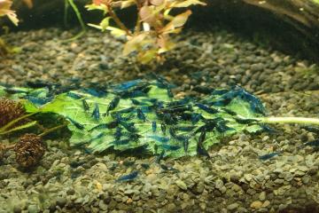 Crevettes bleues