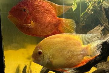 Couple Héros severum