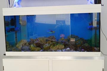Aquarium marin