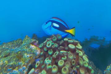 Poissons marins