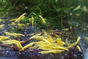 Crevettes divers
