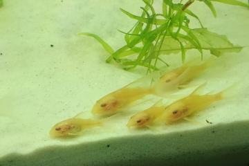Corydoras paleatus Albinos voile