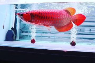 Poisson arowana rouge cherche un nouveau foyer