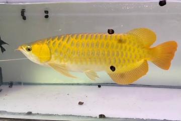 Magnifiques Arowanas Dorés disponibles pour passionnés d’aquariophilie