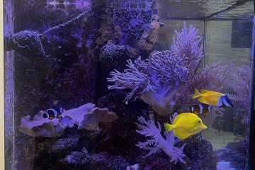 Chirurgien jaune