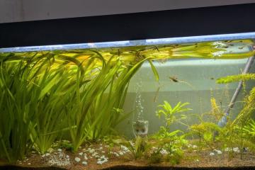 Aquarium Juwel Rio 240 Litres
