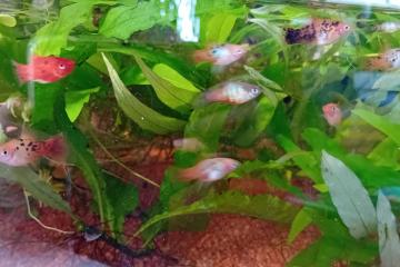 Platys et molly lyre
