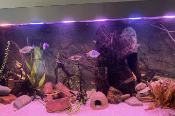 Aquarium