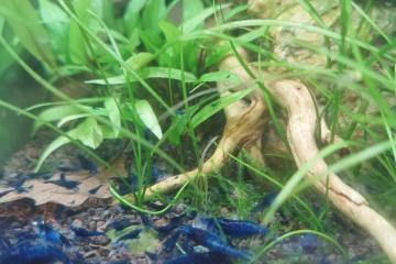 Crevette blue velvet