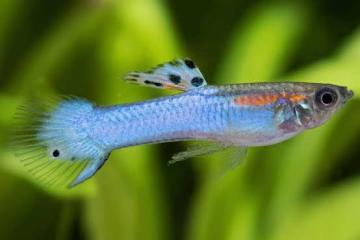 Guppy