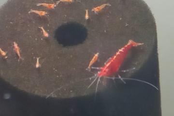 Crevettes red cherry