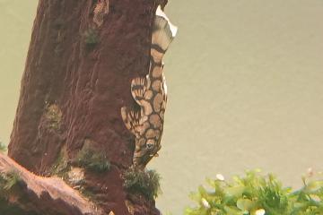 Ancistrus