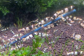 Crevettes et ecrevisses
