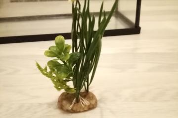 Plante plastique et gravier