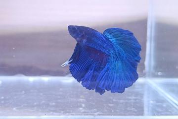 Betta splendens