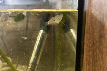 Gourami