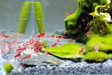 Crevette Cardinal de Sulawesi Caridina dennerli