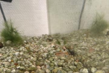 Donne poissons