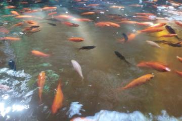 Poisson rouge de bassin