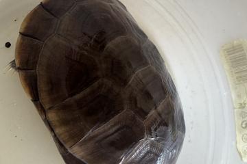 À vendre tortue pelomedusa et son aquarium