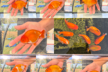 Oranda short body Thaïland