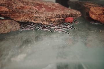 hypancistrus zebra L046