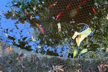 DONNE POISSONS ROUGE DE BASSIN