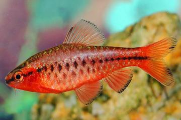 Poissons aquarium barbus cerise
