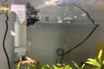 Juvénile guppy