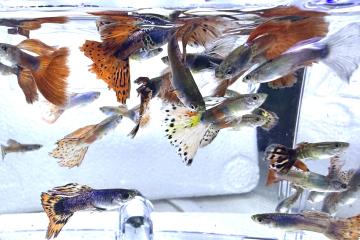Guppys reticulata