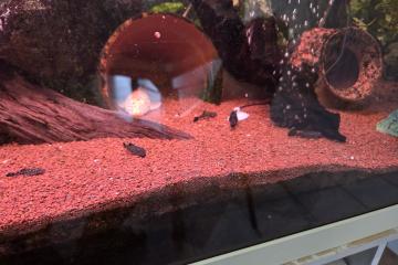 bebe ancistrus