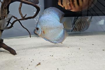 5 Discus