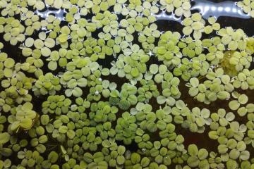 Salvinia Auriculata